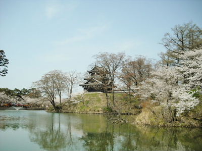 高田城の桜
