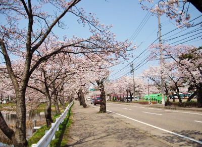 高田城100万人観桜会